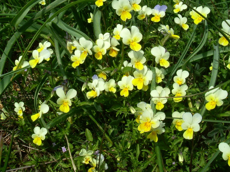 Viola tricolor